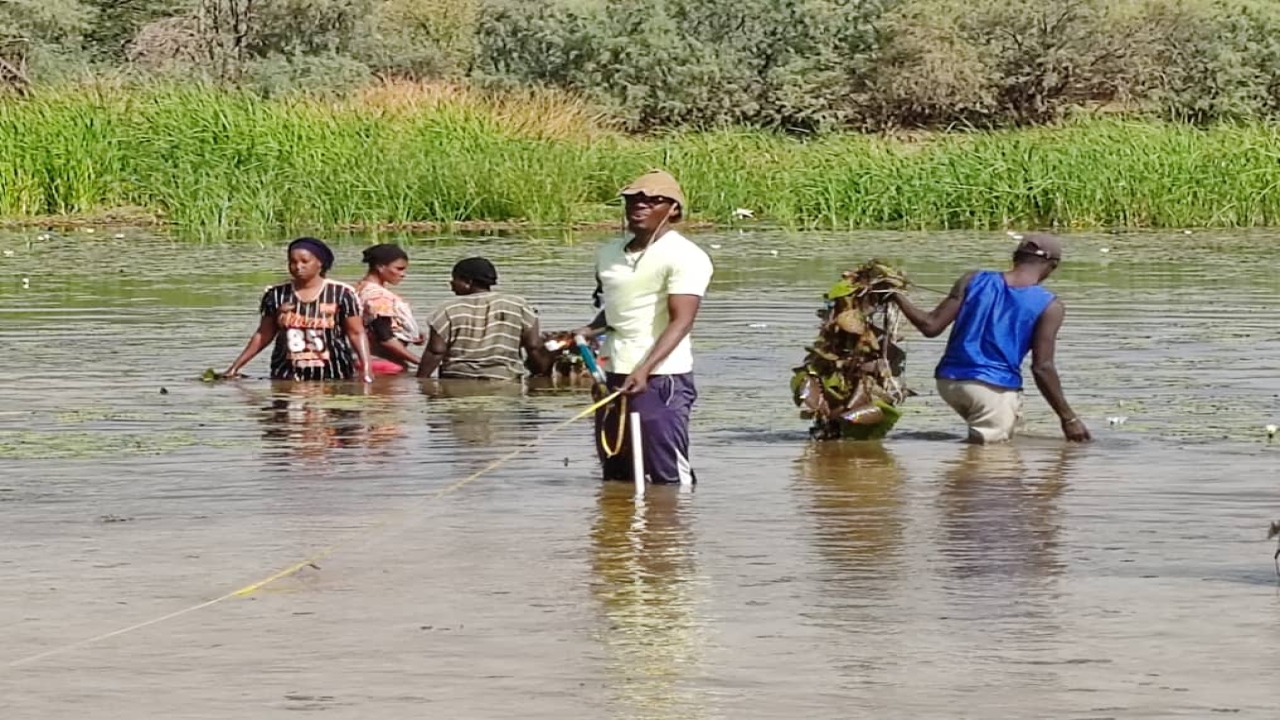 Projet de valorisation du Nénuphar